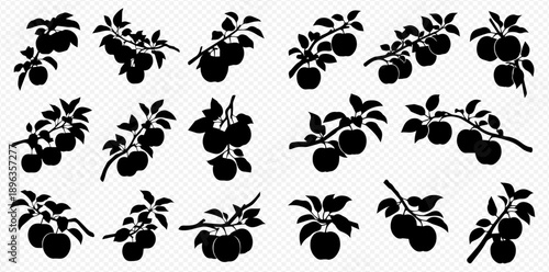 Collection of apple branch silhouettes, featuring various fruit clusters and leaves, ideal for autumn harvest and nature-themed designs.