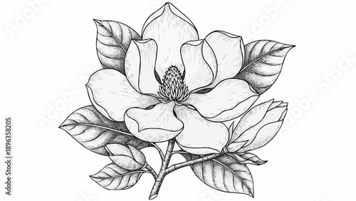 Detailed Pencil Sketch of a Magnolia Flower with Leaves.