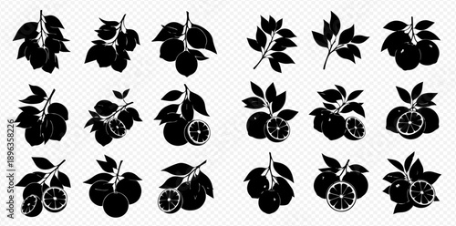 Set of black silhouettes of citrus branches with fruits and leaves, whole and sliced, on a transparent background.