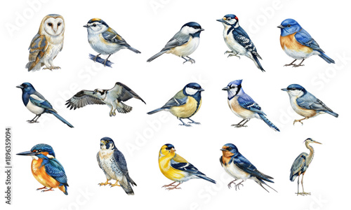 Artistic watercolor collection of wild birds and avian wildlife species