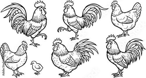 Black and white line art collection of roosters hens and chick in various poses rural farm birds illustration set detailed pen drawing composition