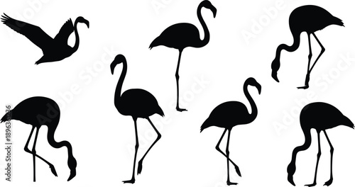 Flamingo silhouettes in standing, walking, feeding, and flying poses isolated on white background for wildlife, tropical nature, and decorative design concepts