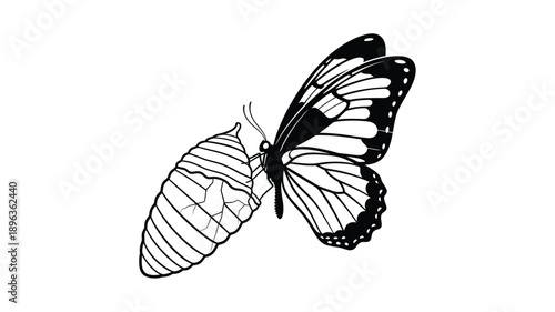a detailed black and white butterfly illustration showcasing delicate wing patterns silhouette