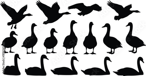 Goose silhouettes collection showing flying, standing, and swimming poses isolated on white background for wildlife, farm, and nature design concepts