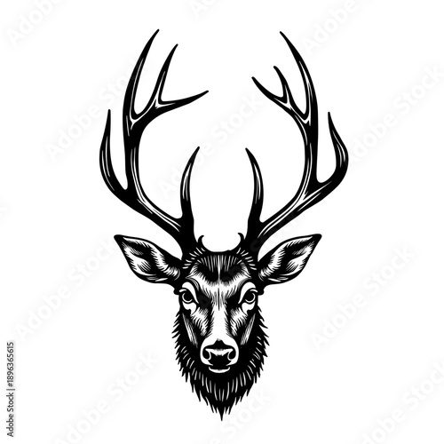 A detailed vintage illustration of a deer head with antlers in engraved style. Concept of wildlife and hunting emblem - forest animal - rustic nature