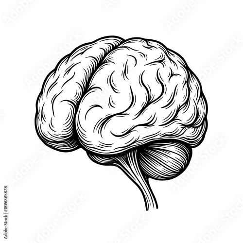 A human brain anatomy illustrated in detailed vintage engraved medical style. Concept of neuroscience and mental function for healthcare education and design