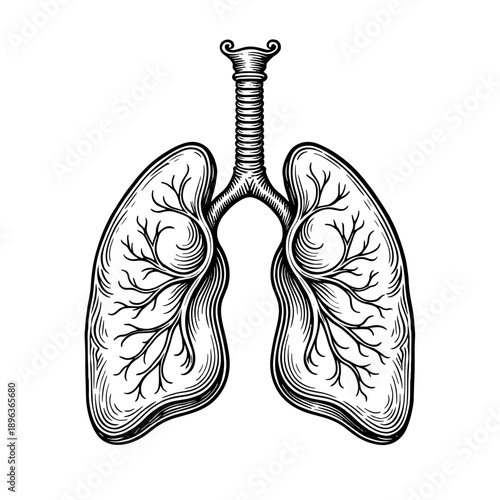A pair of human lungs illustrated in vintage engraved anatomical medical style. Concept of respiratory system education and health science visuals