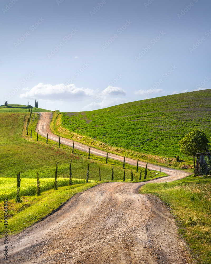 Obraz premium Via Francigena Winding Road with Cypress Trees, Tuscany