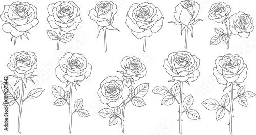 Hand drawn rose flower collection with blooming blossoms stems and leaves botanical line art vector illustrations isolated
