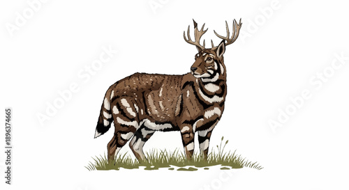 Illustration of a rare striped deer with antlers standing in grass.