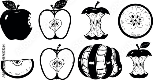 Black and white ink drawing showing different apple stages from whole, sliced, peeled to core with detailed shading and texture