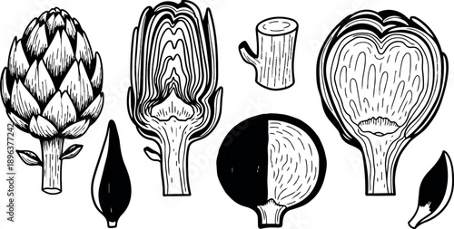 Line art botanical illustration of artichoke cross sections and whole buds hand drawn in black ink with woodcut texture detail