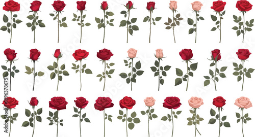 a set of red and pink roses  on a clean white background with a fresh spring floral design for valentines decor