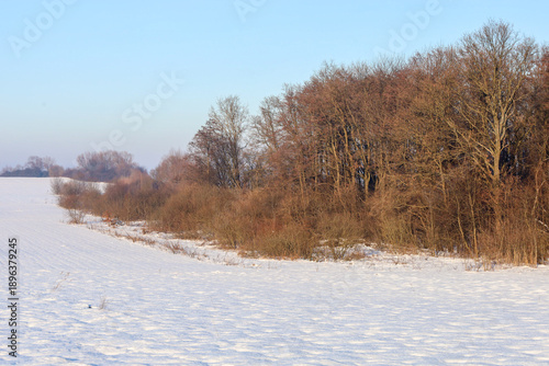 Wallpaper Mural Golden sunlight softly illuminates the crowns of deciduous trees and thick bushes against the background of a vast snow-covered field. The contrast between warm tones of dry wood  Torontodigital.ca