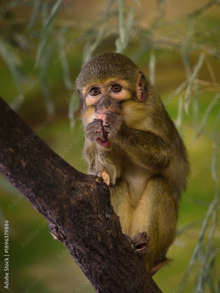 Fototapeta premium Gabon talapoin