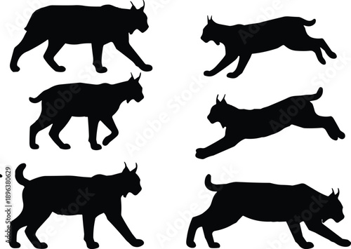 Black silhouette of wild lynx cats in various poses including walking jumping and running representing bobcat wildlife behavior and predatory movement