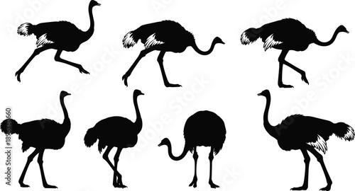 Vector, black, silhouettes, of, African, ostriches, in, various, walking, and, running, poses, for, wildlife, nature, safari, zoo, and, animal, conservation, graphics