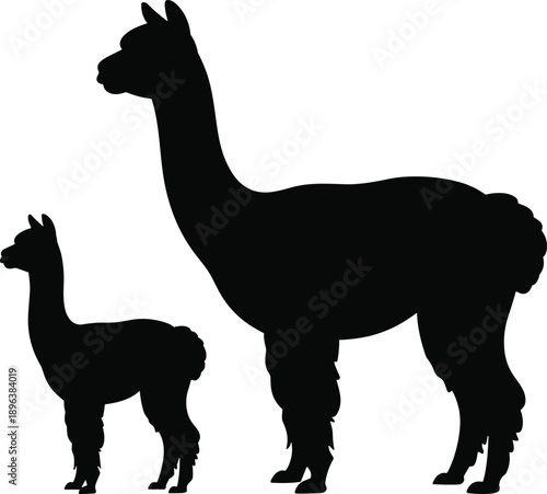 Silhouette of alpaca and cria representing wildlife farm animals family bond nature rural livestock motherhood care protection growth heritage agriculture