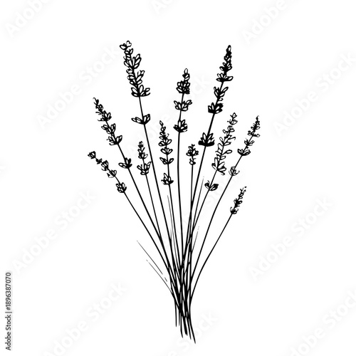 A simple sketch of a bundle of lavender flowers with long stems and small leaves on a white background