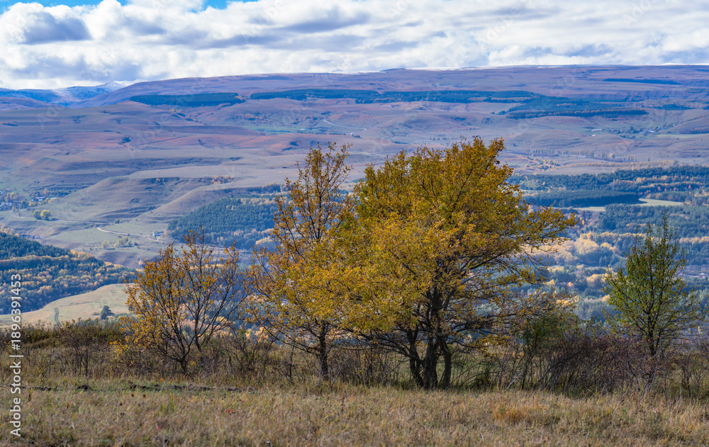 Obraz premium mountain landscape with trees