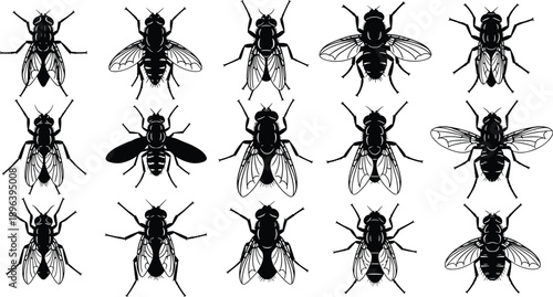 Collection of House Fly Silhouette Vector Illustration Set, Different Common Insect Pest Models with Wings for Nature Biology Education and Sanitary Design,