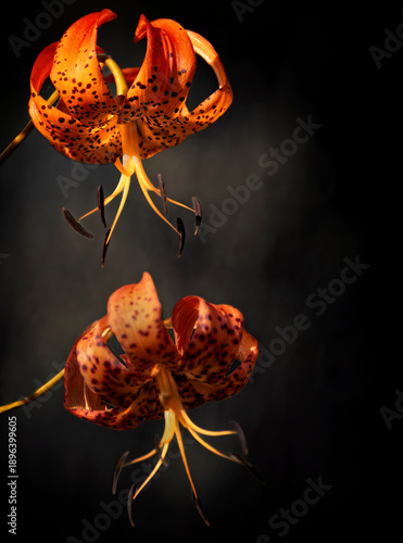 Blooming Tiger Lily Flowers on a Black Background