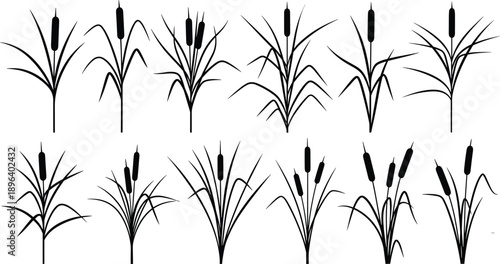 reed cattail grass plant silhouette wetland marsh nature aquatic botanical black vector set
