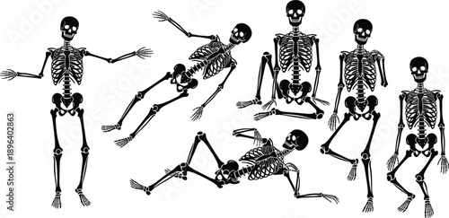 skeleton skeletons human anatomy bones skull pose dancing halloween silhouette medical vector illustration set