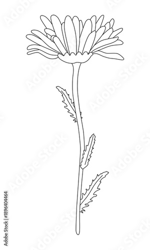Chamomile or aster isolated on a white background. Outline drawing. Linear icon, vector illustration, coloring page. 