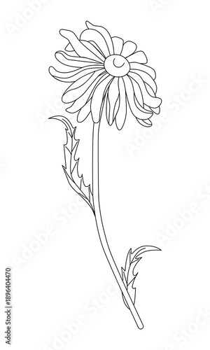 Outline drawing of chamomile or aster isolated on a white background. Linear icon, vector illustration, coloring page.