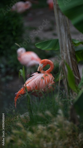 pink flamingo in the water