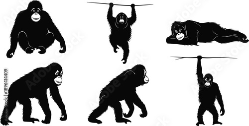 Ape silhouette poses, sitting, hanging, walking, lying, upright posture, black vector, isolated set, primate behavior, animal anatomy reference