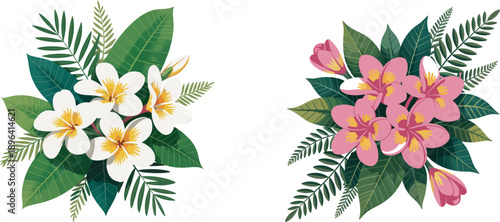 White and pink plumeria flowers with green leaves on white background white flowers