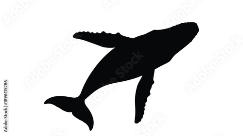 a striking black whale outline against a clean white background silhouette