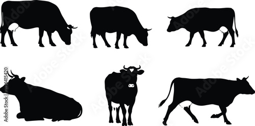 Black cow silhouettes in various poses, grazing, standing, lying down, farm animal vector illustration for agriculture, dairy, ranch, rural livestock design