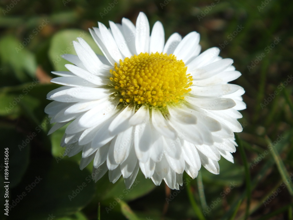 Fototapeta premium Common Daisy (Bellis perennis)
