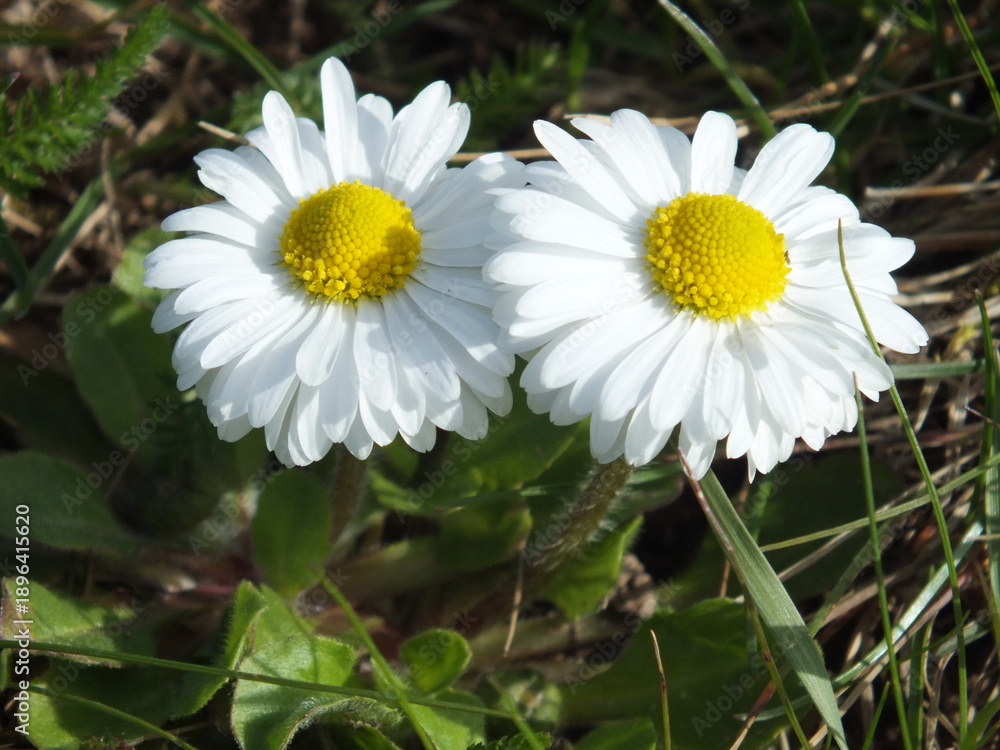 Obraz premium Pair of Common Daisys (Bellis perennis)