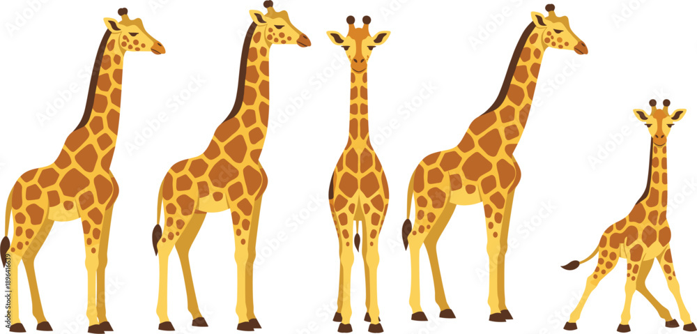 Obraz premium African Giraffe Vector Illustration Set Featuring Multiple Poses and a Cute Calf for Safari Wildlife Branding, Zoo Education, Nursery Wall Art, and Nature Graphics