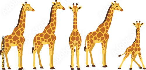 African Giraffe Vector Illustration Set Featuring Multiple Poses and a Cute Calf for Safari Wildlife Branding, Zoo Education, Nursery Wall Art, and Nature Graphics