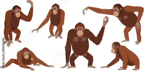 Orangutan Vector Illustration Set Featuring Various Realistic Poses and Movements for Tropical Wildlife Branding, Primate Education, Zoo Graphics, and Jungle Nature Design Projects