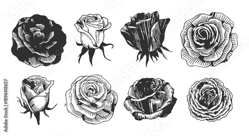 Vintage Engraved Rose A Collection of Botanical