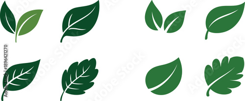 Green leaves on white background leaf shapes botanical