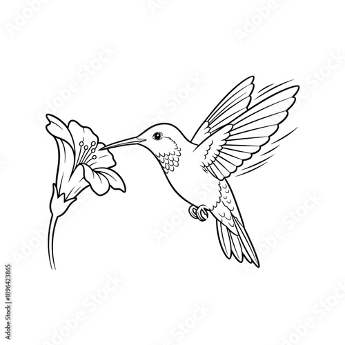 Hummingbird and Flower Line Art Illustration coloring page 