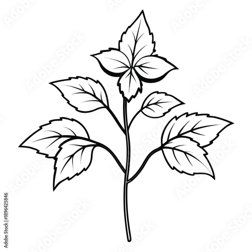black and white coleus plant flower spikes vector