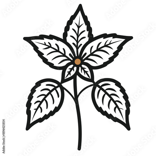 black and white coleus plant flower spikes