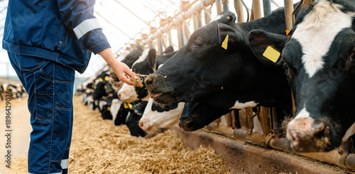 Photos Farmer feeding cows in barn, agriculture and livestock care banner