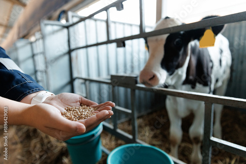 Obraz na płótnie Farmer holding mixture food of corn and wheat and giving them to calf cows in barn farm