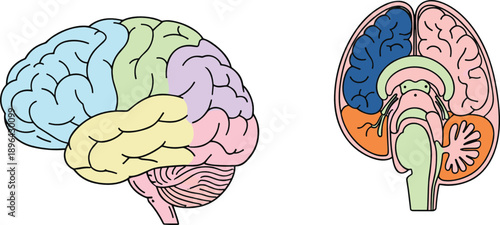Colorful human brain anatomy illustration with side and cross section views for neuroscience medical education design