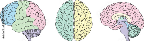 Hand drawn human brain anatomy illustration set with colorful lobes and medical neuroscience concept design elements