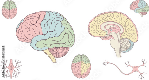 Hand drawn human brain anatomy set with colorful lobes, cross section views and neuron medical illustration elements